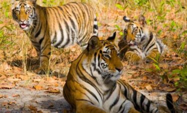 golden-triangle-with-ranthambore-t